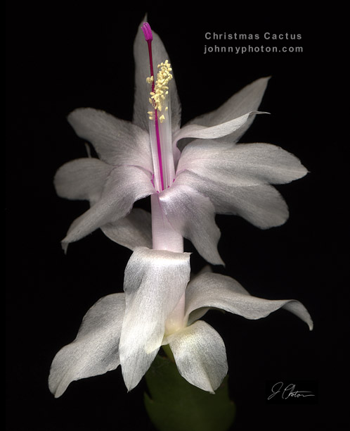 Christmas Cactus