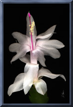 christmas cactus