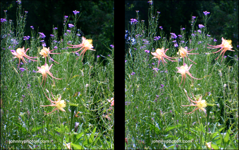 A 3D picture ofcolumbine flowers