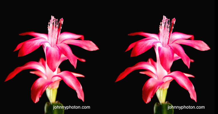 Pink Cactus Flower