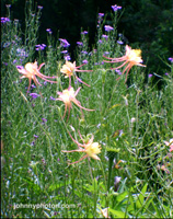 Columbine flowers