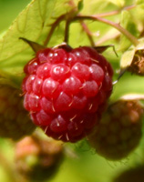 A Raspberry