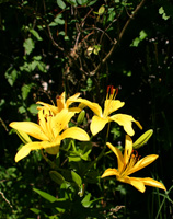 Yellow Lily
